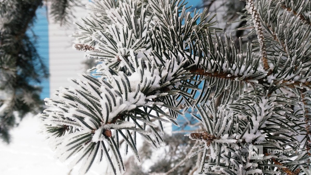 Власти прокомментировали вырубку многолетних елей в Автозаводском районе - фото 1