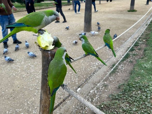 Морские гады, руины и потрясающий климат: вся правда о путешествии Барселона &mdash; Рим - фото 45