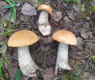 Первые подосиновики появились в лесах Нижегородской области - фото 1