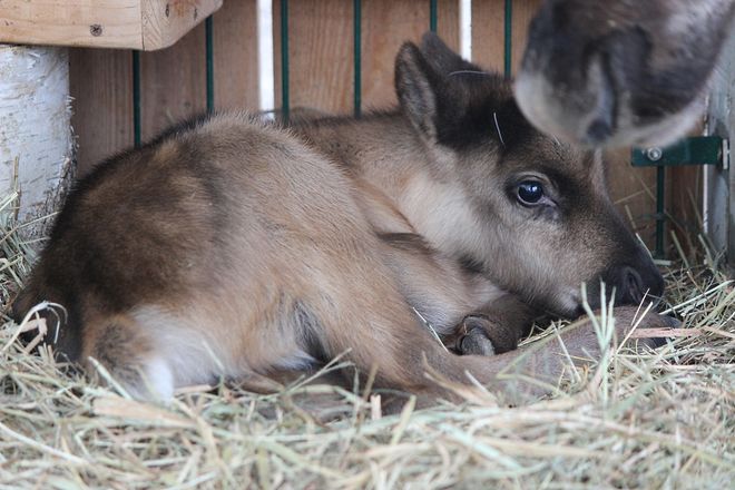 Два северных олененка родились в нижегородском зоопарке &laquo;Лимпопо&raquo; - фото 6