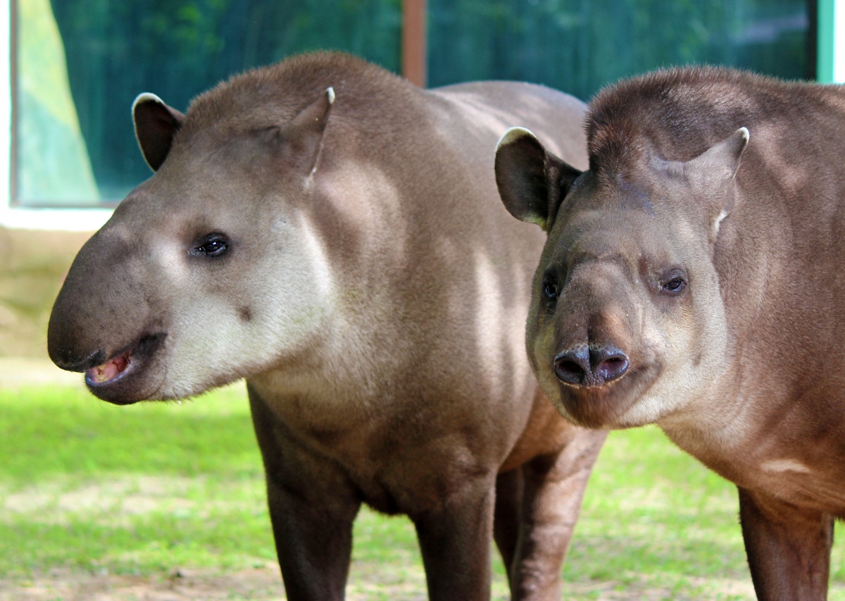 Нижегородцам рассказали о самых крепких парах среди животных зоопарка - фото 5