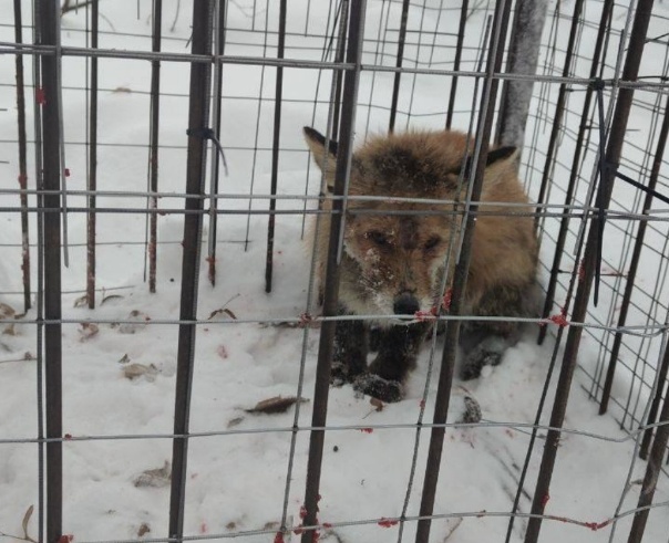 Раненую лису поймали недалеко от детского сада в Нижнем Новгороде - фото 1