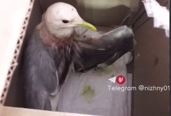 Сотрудники Автозаводского парка спасли раненую чайку - фото 1