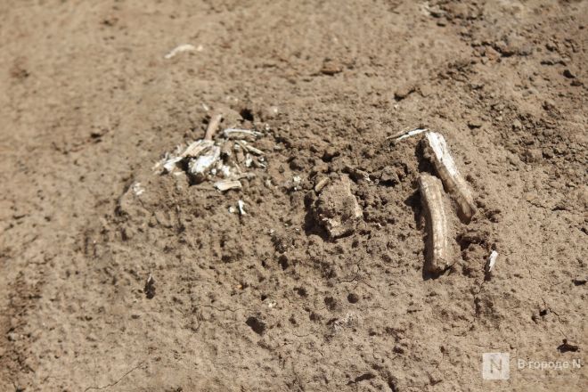 Могилы коней и старинные монеты: фоторепортаж с археологических раскопок в Нижегородской области - фото 80