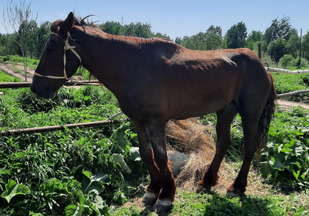 Потерянного коня Малыша нашли у нового хозяина в Борском районе - фото 1