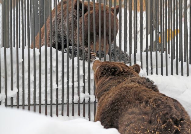 Медведи вышли из спячки в нижегородском зоопарке &laquo;Лимпопо&raquo; - фото 4