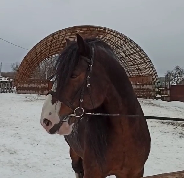 Ферма по восстановлению редкой породы лошадей открылась в Кстовском районе - фото 1
