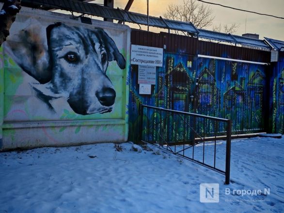 Брошенные человеком. Трогательный репортаж из приюта для бездомных животных в Нижнем Новгороде - фото 2