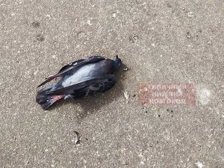 Нескольких мертвых птиц нашли на улице Сахарова - фото 1
