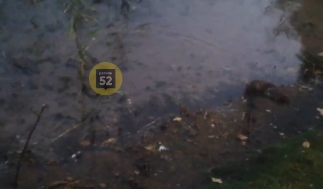 Водяные крысы оккупировали нижегородское озеро - фото 1