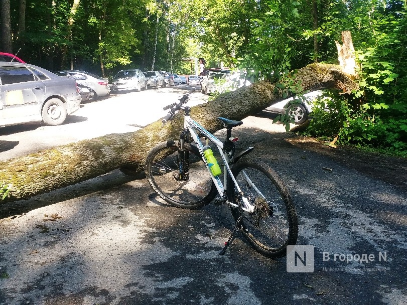 Упавшее дерево перекрыло дорогу к спорткомплексу в Нижнем Новгороде - фото 7